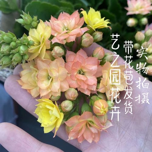 变色龙长寿花盆栽带花苞奶油双色复色外星人大花重瓣长寿花四季开