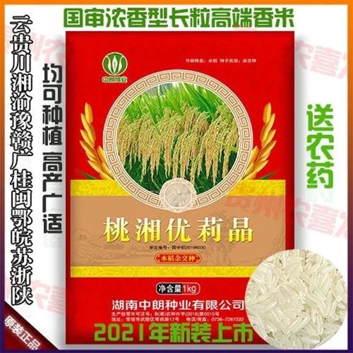 桃湘优莉晶杂交水稻早晚稻种子超泰国香米口感好国审稻香米稻种子