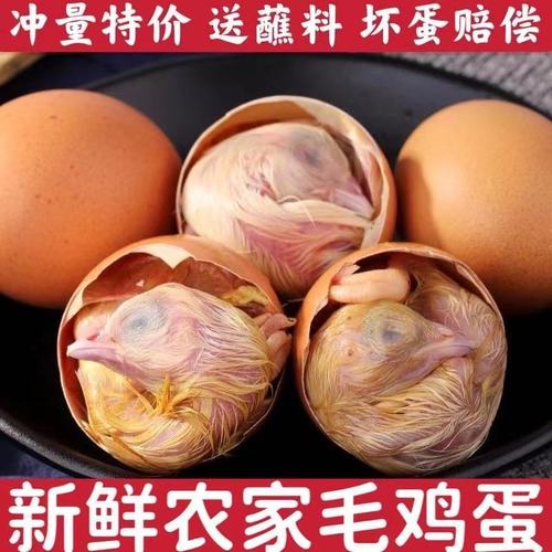 生的农家新鲜毛蛋鸡胚蛋18天21天毛鸡蛋批发喜蛋旺鸡蛋凤凰蛋包邮