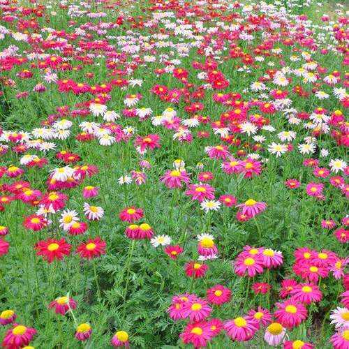 庭院夏季花卉植物种子除虫菊耐寒的宿根花草室外四季