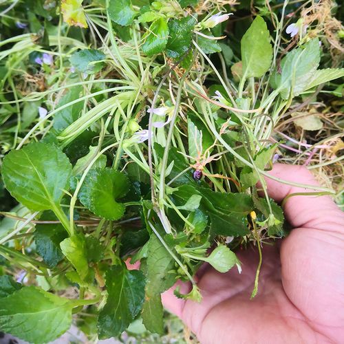 特价秒杀野生七星莲潮汕人参草 中草药材新鲜茶匙黄现挖包邮500克