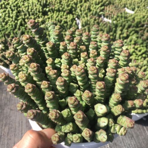 胖婆娘多肉(钱串)大盆基地直销,盆栽家庭园艺