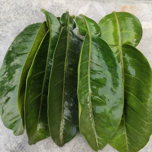 【100片】老树文旦柚子叶新鲜现摘去晦气开运祈福沐浴乔迁婚嫁