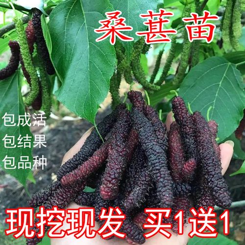 桑树苗桑葚树苗嫁接长果桑地栽南北方种植盆栽当年结果中国黑桑苗