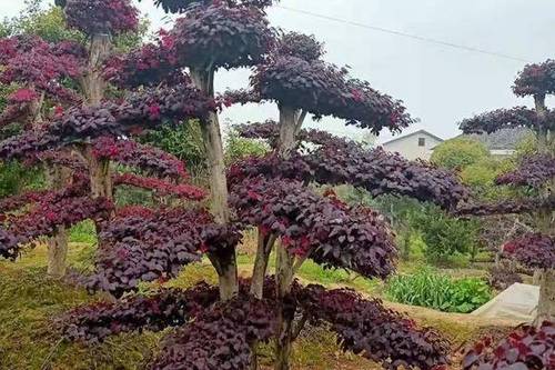 0/棵 红花继木造型树 湖南长沙造型红花檵木古桩15公分质优价廉