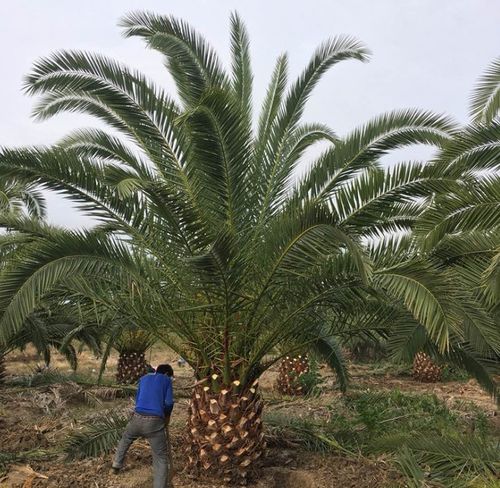 加拿利海枣树苗 中东海枣树苗 银海枣 棕榈树 绿化行道林木 棕树