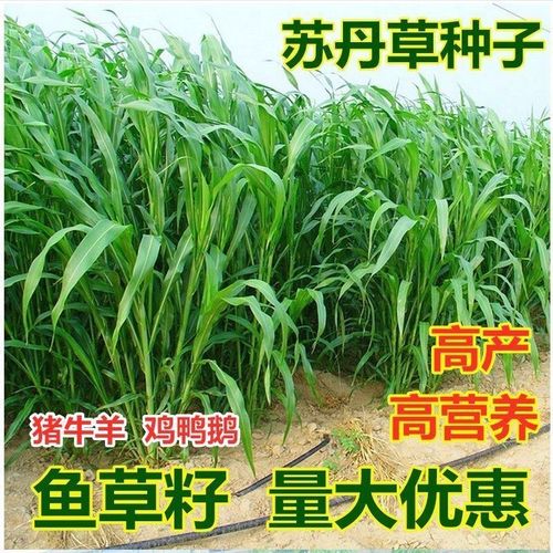 进口高产苏丹草种子高丹草种子养殖牧草种子猪牛羊鸡鱼渔草籽种籽