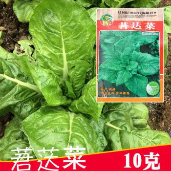根达菜种籽牛皮菜莙荙菜君达菜种子蔬菜种孑四季冬季青菜母猪菜籽 10