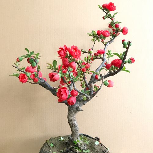 长寿冠海棠花苗盆栽花卉长寿冠海棠花色艳丽花姿优美日本红海棠花