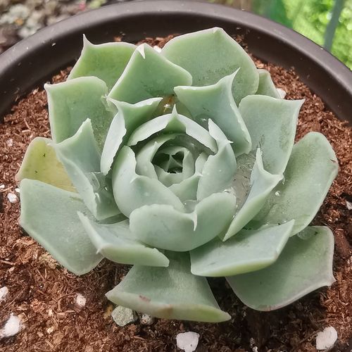 蓝丝绒多肉植物盆栽皱叶月影大颗好养阳台窗台美观肉肉植物39包邮
