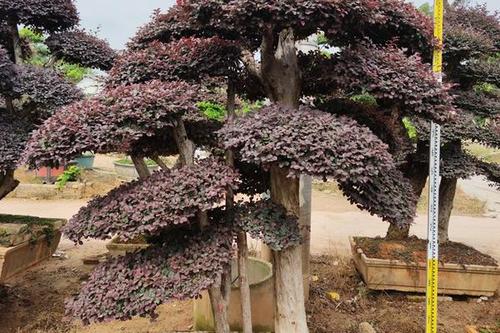 0/棵  福建红花继木桩批发 红花继木桩价格报价 造型红花继木桩头