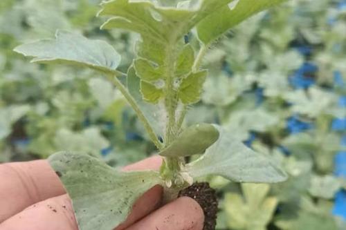 85/株 甜王西瓜苗  西瓜苗 嫁接西瓜苗 美都 甜王 京欣 8424