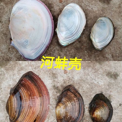 河蚌壳装饰贝壳片diy材料河蚌空壳摆盘神器蚌壳摆件