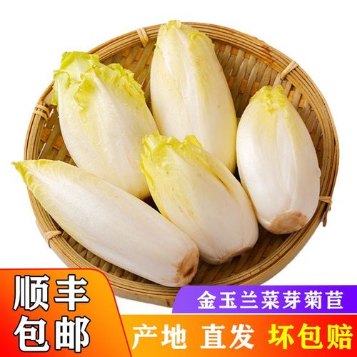 真果沁 【顺丰】 金玉兰菜芽球软化菊苣新鲜蔬菜 凉菜沙拉生吃 500g