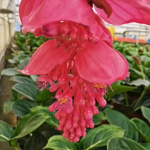 荷兰进口宝莲灯花卉盆栽大花带花苞室内开花高档绿植