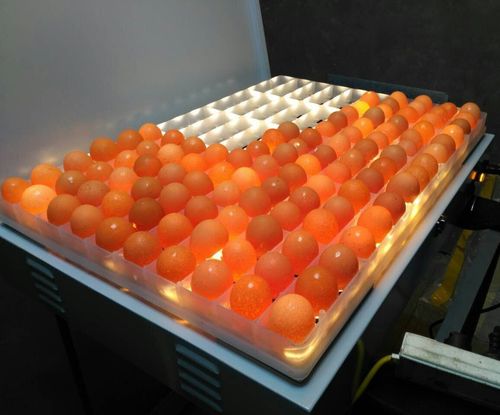 整盘照蛋器 大型孵化机照蛋机 工业孵化照蛋工具 150枚照蛋灯