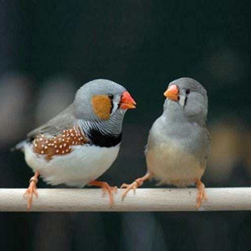 纹鸟活体宠物观赏鸟灰文白文小太阳活体宠物家养观赏鸟活物金背高彩鸟