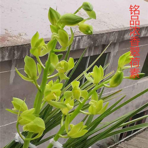 精品兰花苗特浓香型蕙兰 翠荷素 室内客厅绿植花卉盆栽四季常绿.