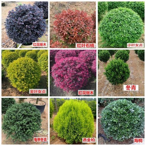 红叶石楠球冬青球红花继木球庭院花卉球形植物风景树工程绿化树苗