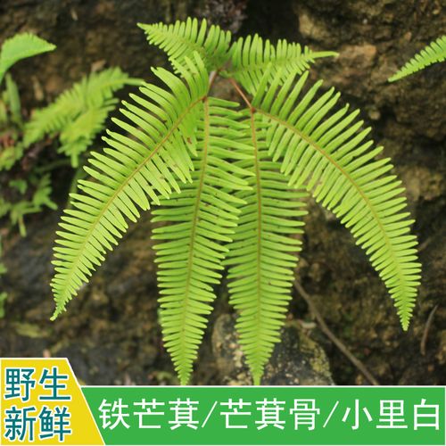现采新鲜野外中草药材铁芒萁铁狼萁芒萁骨小里白全草500g