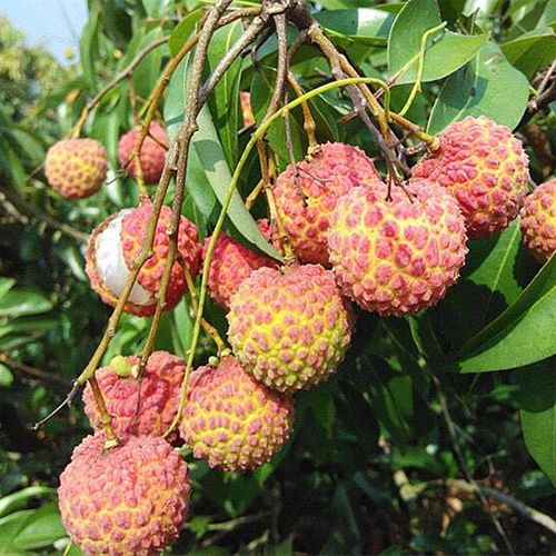 荔枝树苗盆栽地栽荔枝苗当年结果妃子笑无核荔枝水果树苗大荔枝树