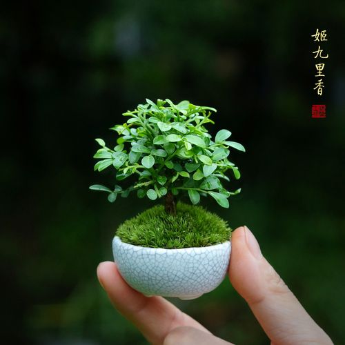 姬九里香迷你盆栽台湾达摩拇指盆景微型办公桌面好养观叶室内绿植