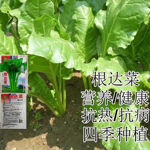 根达菜种子 牛皮菜 莙荙菜 君达菜 易种四季播阳台种菜 蔬菜种子