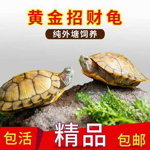 乌龟活体活物巴西龟宠物龟水龟观赏乌龟好养活长寿情侣一对宠物龟
