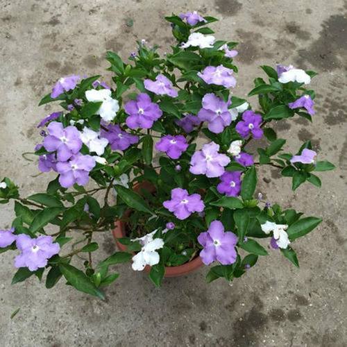 盆栽茉莉花多年双色室内阳台花卉芳香绿植开花植物生绿植