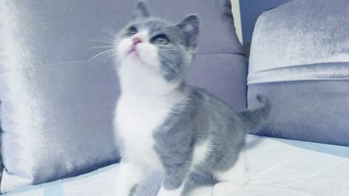 大包子 英短蓝白猫dd 曼基康正常腿公猫 活体宠物猫