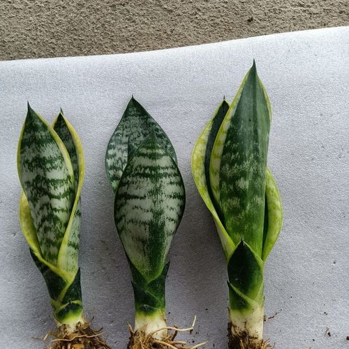 虎皮兰多品种新房吸甲醛多肉植物防辐射室内花卉绿植盆栽水培盆栽