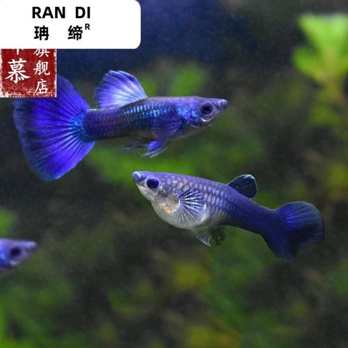 冰蓝孔雀鱼莫斯科冰蓝凤尾鱼彩霞鱼淡水热带小型观赏鱼活体胎生鱼