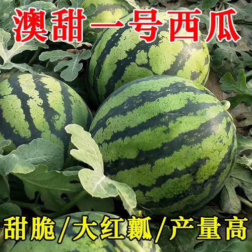 澳甜一号甜王类型西瓜种子四季高产耐裂甜脆大红瓤春季西瓜籽种孑