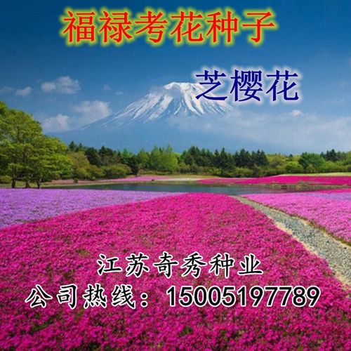 进口芝樱花种子丛生福禄考种子五色梅种籽庭院易活花籽耐寒花种子