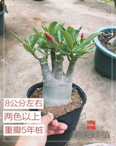 新品沙漠玫瑰阿拉伯老桩盆栽多肉植物重瓣四季开花花卉观花绿植免