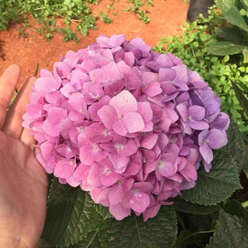 八仙绣球苗盆栽花卉 无尽夏变色多色绣球花绣球花苗 烟火少年  5年苗