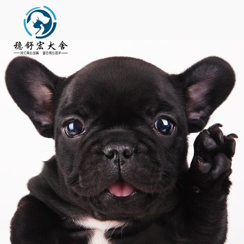 【30天保障】纯种黑色法斗幼犬狗狗活体宠物狗幼崽法国斗牛犬幼崽小型