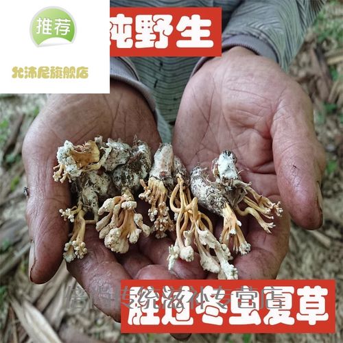 花中材新货大别山竹林蝉花知了花大虫草蛹虫草 金蝉花 500克(1一斤