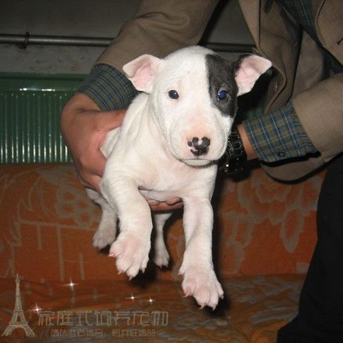 自家家养纯种海盗眼牛头梗幼犬蛋脸弓鼻疫苗驱虫做好g