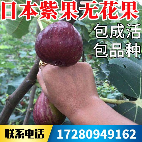 日本紫果无花果树果苗南北方庭院地栽特大果矮化盆栽带土当年结果