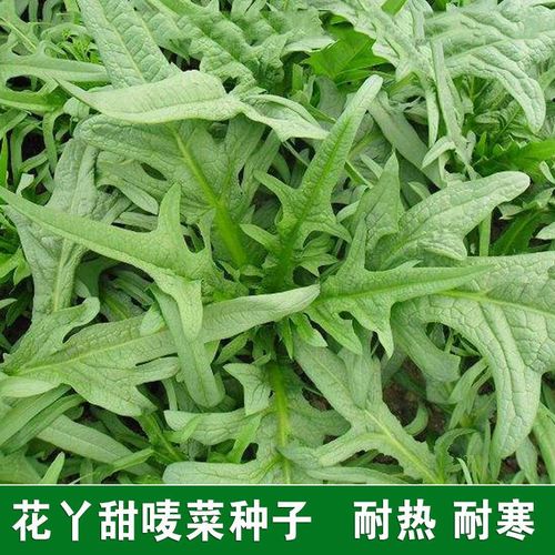 四季花芽甜麦菜种子籽苦荬菜油麦猪肚香麦菜四季易播大田农家盆