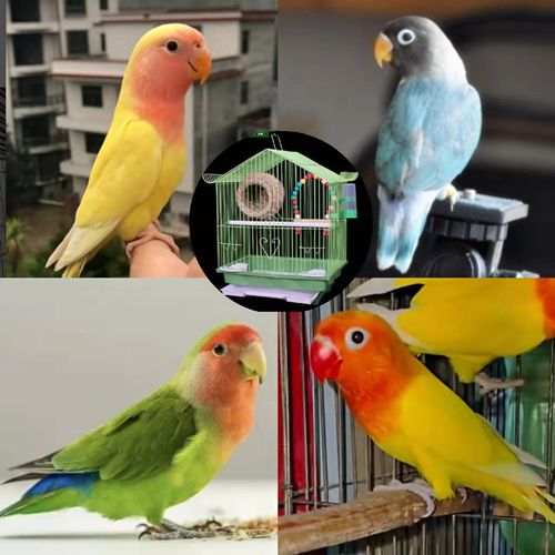 牡丹鹦鹉活体爱情鸟绿小太阳活物说话鸟鹦鹉鸟彩色鸟活体黄桃绿桃黄金