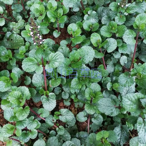 新鲜草药水韩信草蓝花草水远志荔枝肾鼠尾草蔓茎鼠尾草痛经