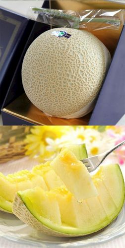 日本网纹瓜种子阿露斯特蜜 进口高档网纹瓜高级网纹瓜品种