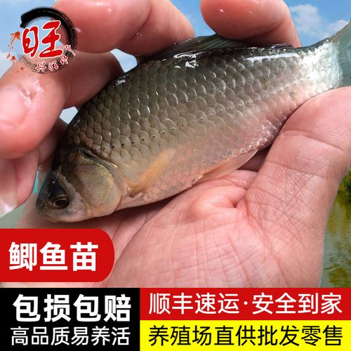 鲫鱼苗中科三号银鲫鱼黑鲫工程鲫土鲫大板鲫食用活体淡水鱼苗养殖