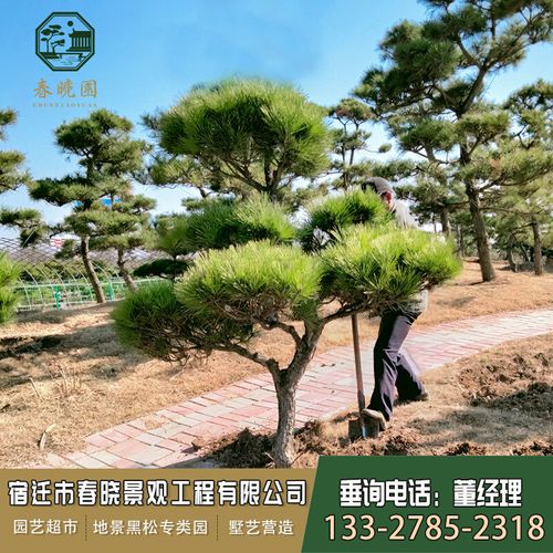 庭院松树迎客松日本枯山别墅精品黑松景观苗木四季长青耐寒盆景