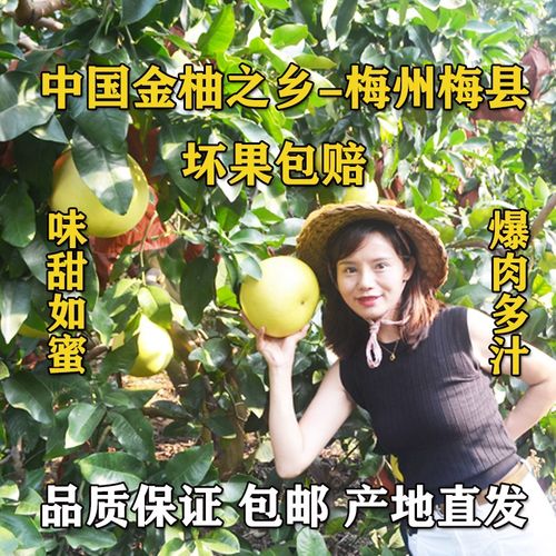 【现摘现发】中国金柚之乡三红柚子梅州梅县十年老树皮红肉爽甜10斤大