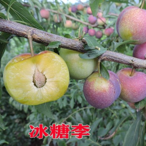 冰糖李  南北方种植新品种四川眉山付成德嫁接脱骨脆甜李子果树苗