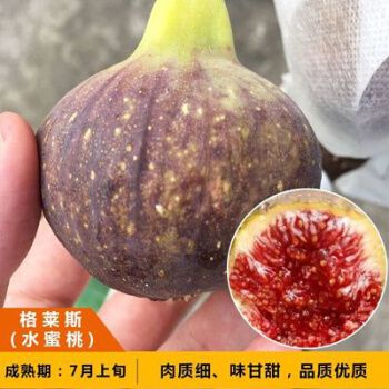 苗矮化盆栽地栽四季种植当年结果新疆波姬红无花果苗树 格莱斯无花果