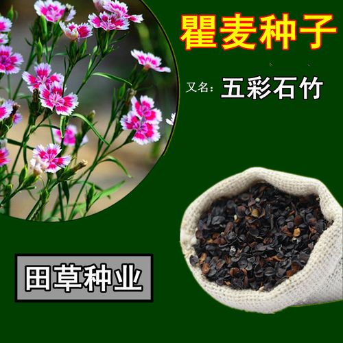 新产瞿麦种子 花卉五彩石竹种籽药用种子巨麦